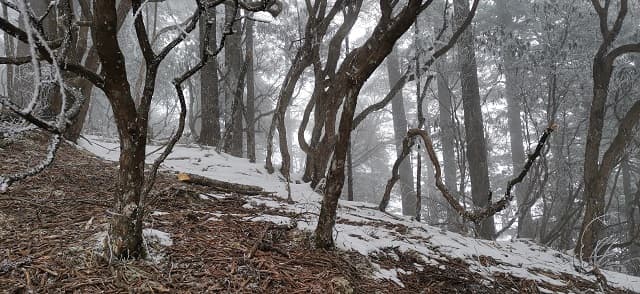 Xingfu Mountain, Wolong Natural Reserve, Sichuan Province, China 