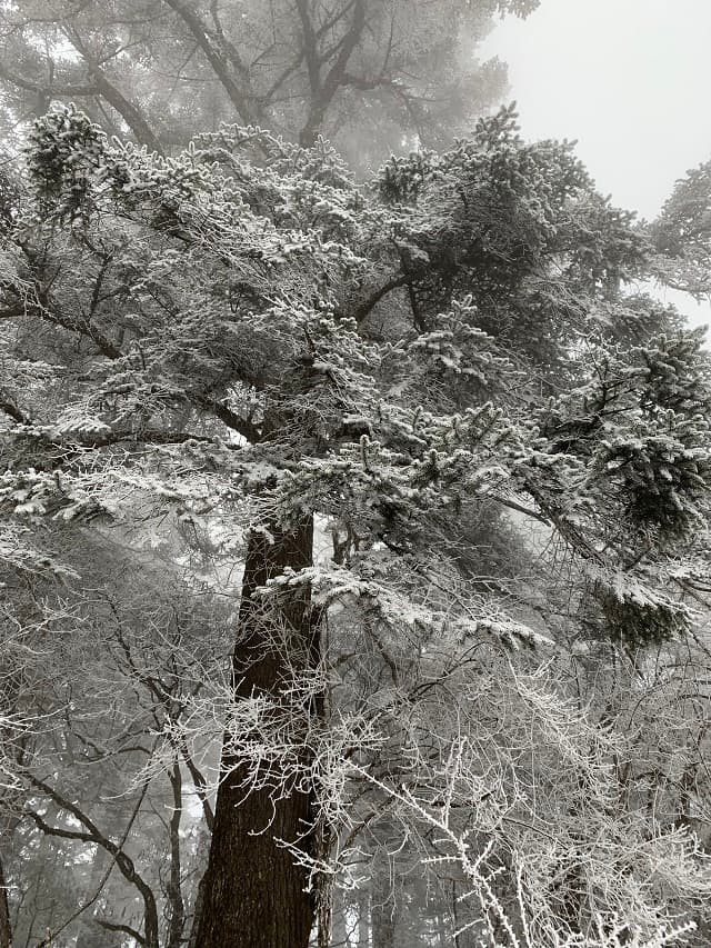 Xingfu Mountain, Wolong Natural Reserve, Sichuan Province, China 