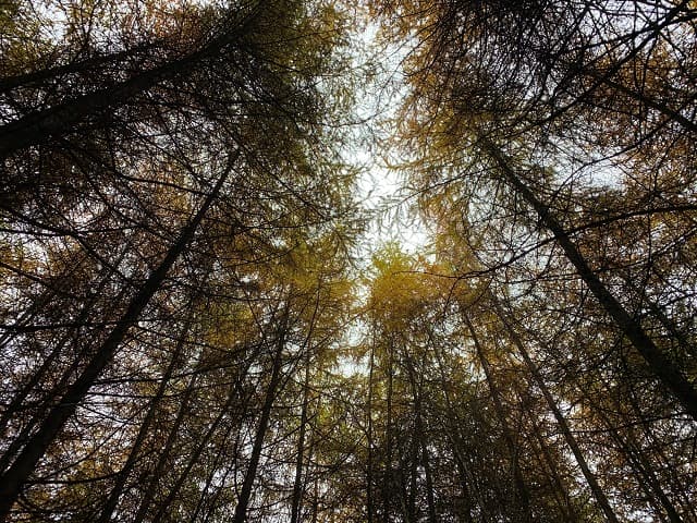 Songlin Bay, Wolong Natural Reserve, Sichuan Province, China