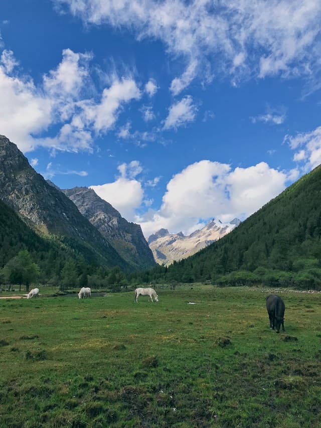 Changping Valley, Siguniang mountain, Sichuan Province, China 